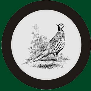 black and white pheasant