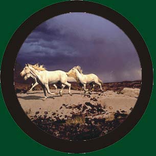 color horses wheelcover