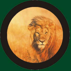 colour lion