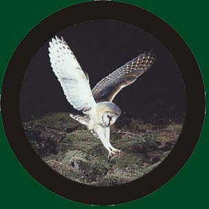colour owl
