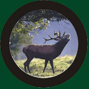 colour stag