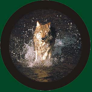 colour wolf